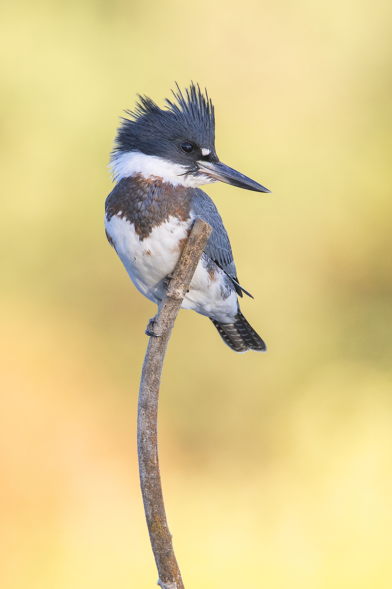 Belted Kingfishers