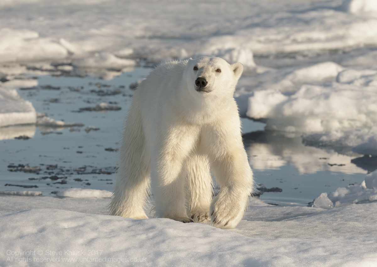 Inquisitive bear
