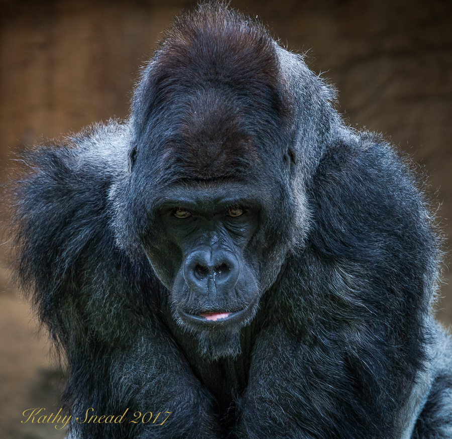 Gorilla