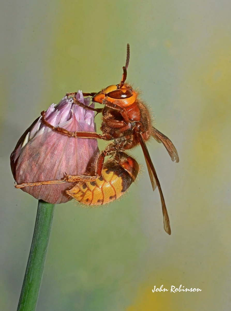Hornet on Chives