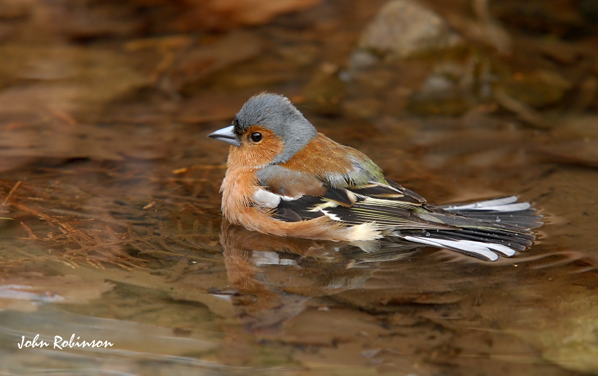 Chaffinch
