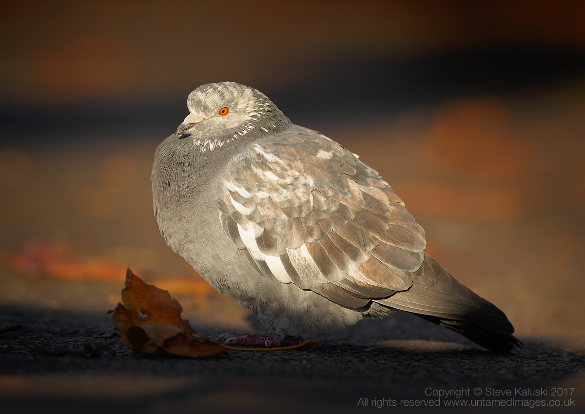 The 'humble' Pigeon