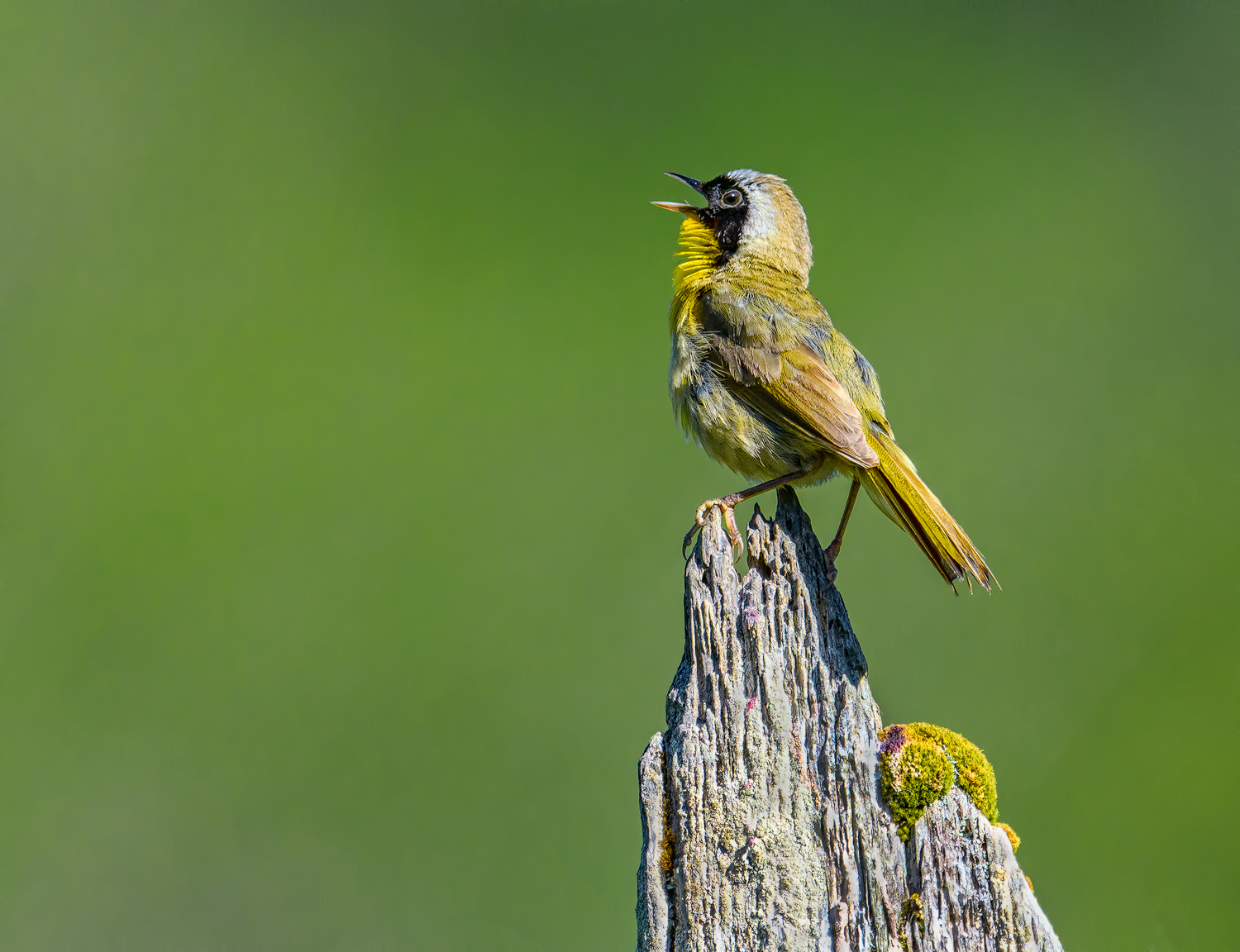 Common Yellowthroat  RP2