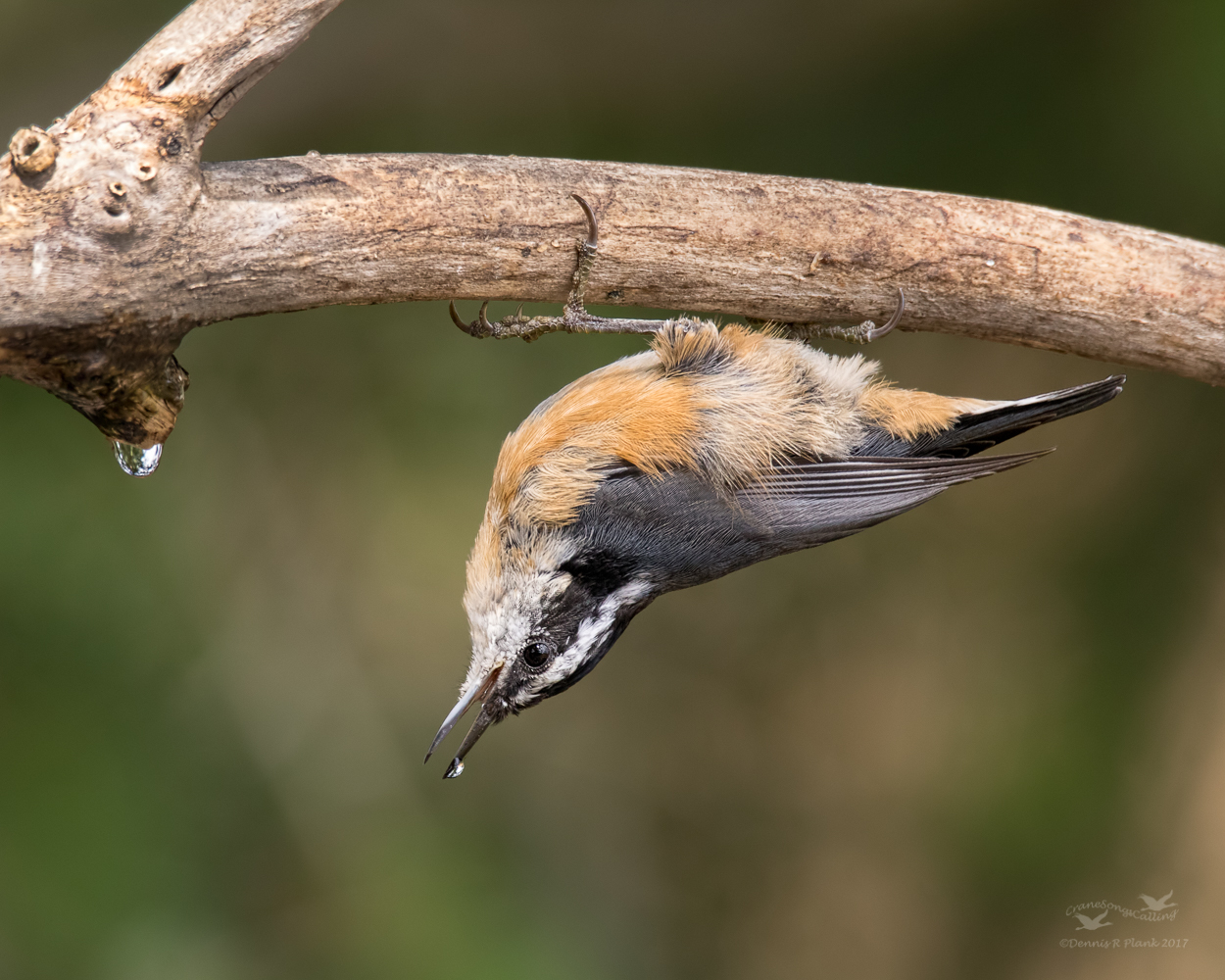 Nuthatch