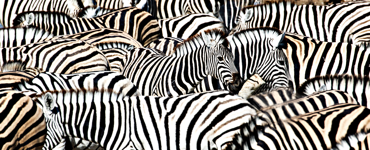 Zebra Rug?
