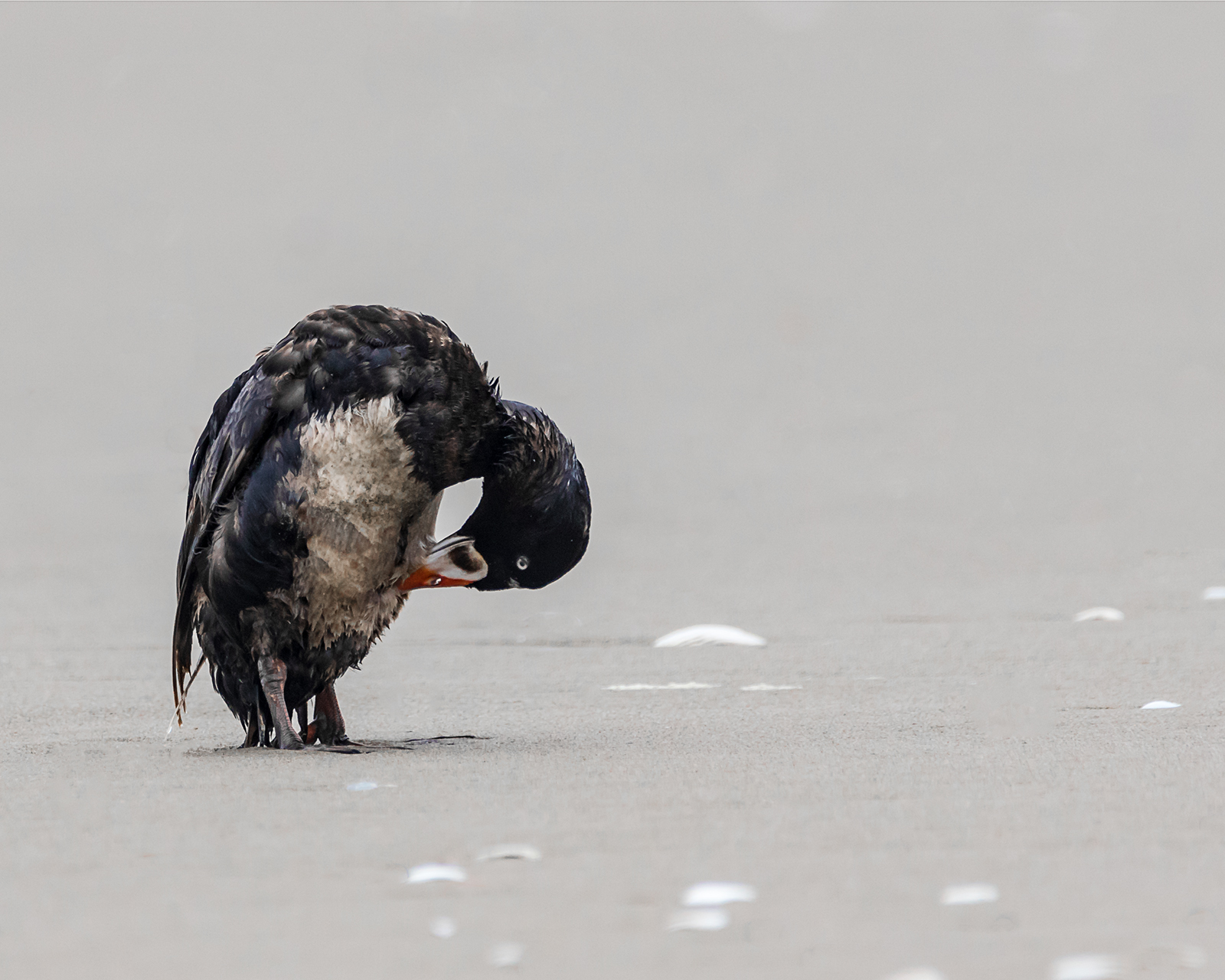Surf Scoter