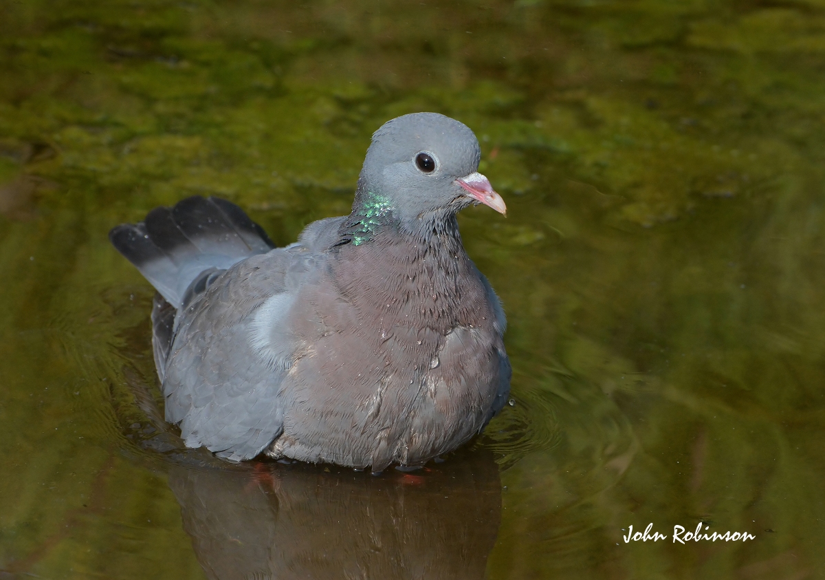 Stock Dove