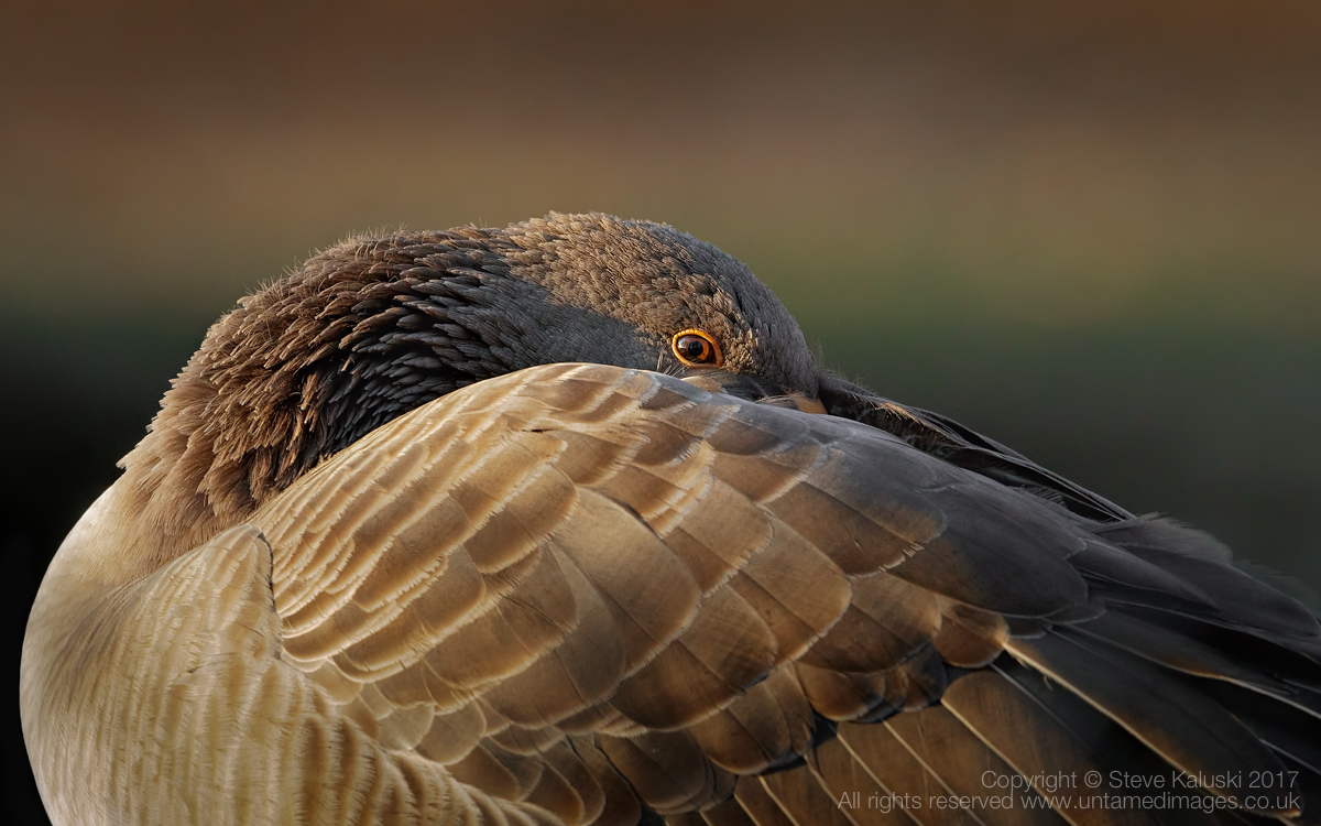 Greylag Goose