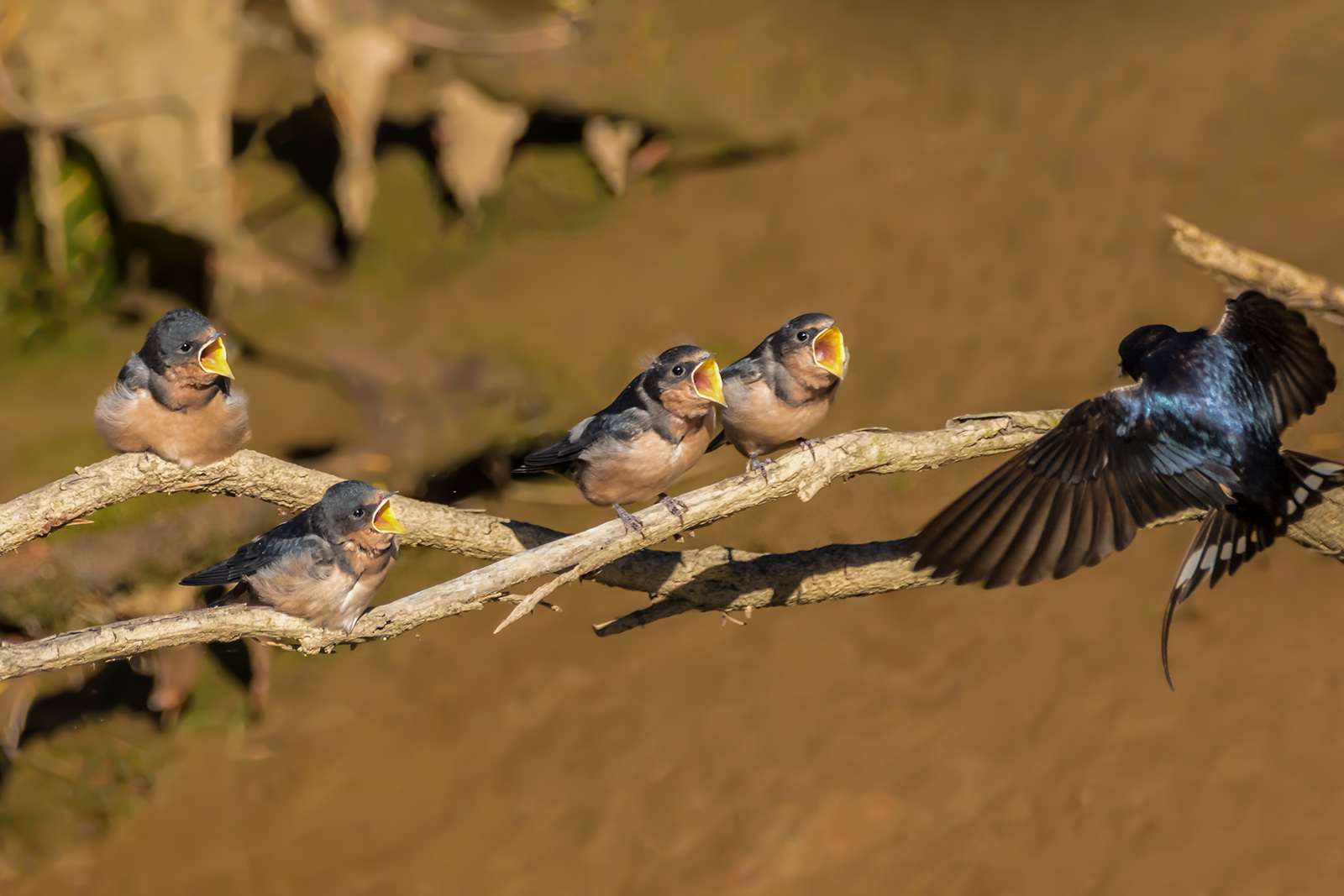 Barn Swallows