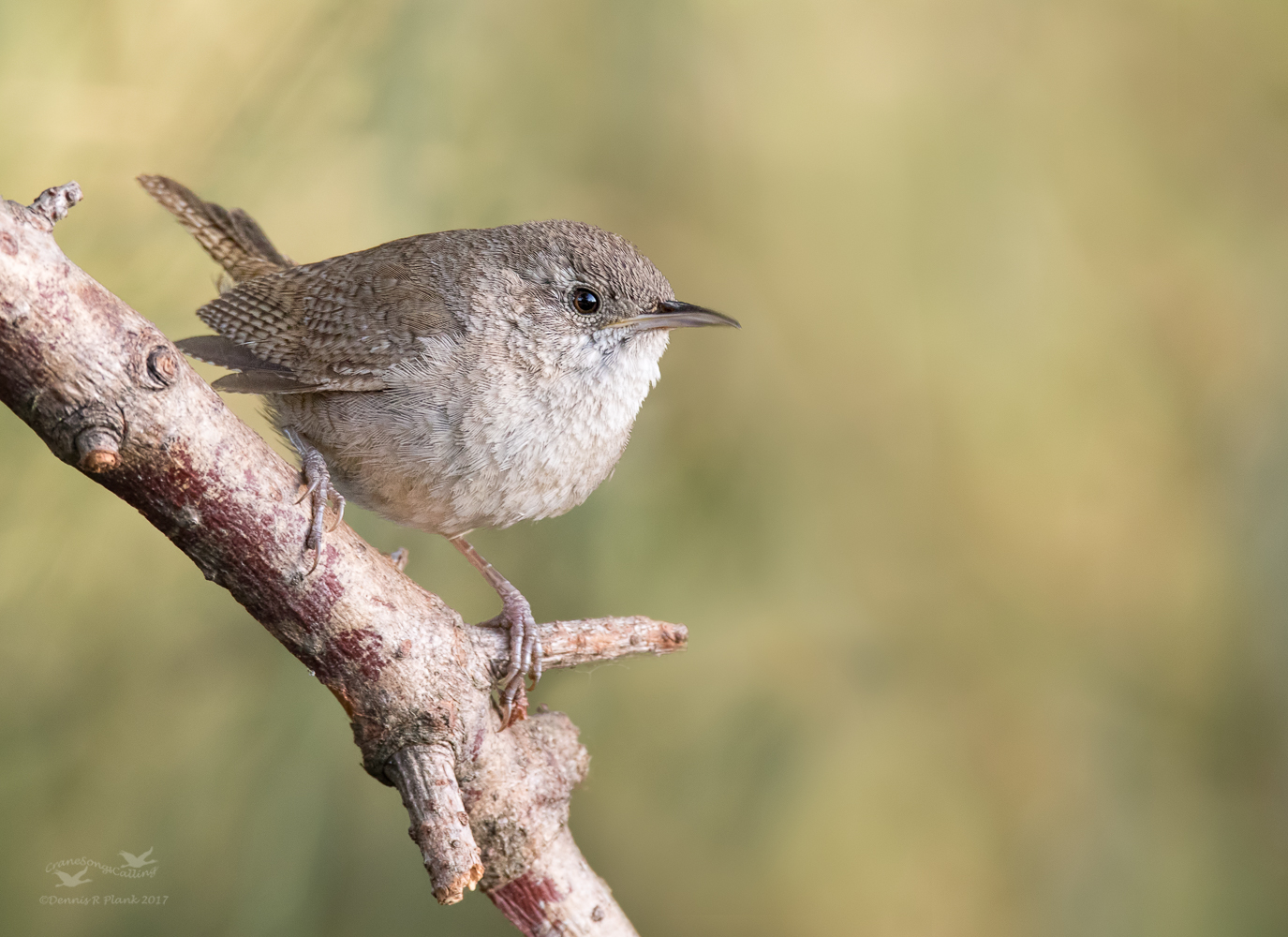 House Wren