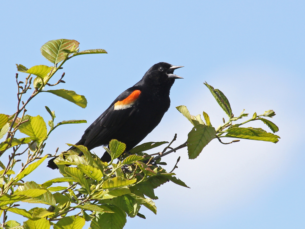 Red-winged Blackbird