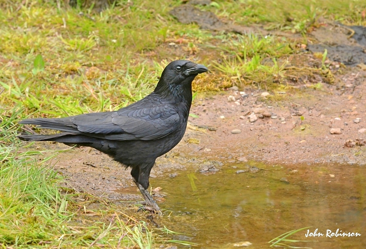 Carrion Crow