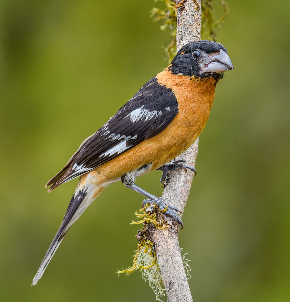 Black-headed Grosbeak