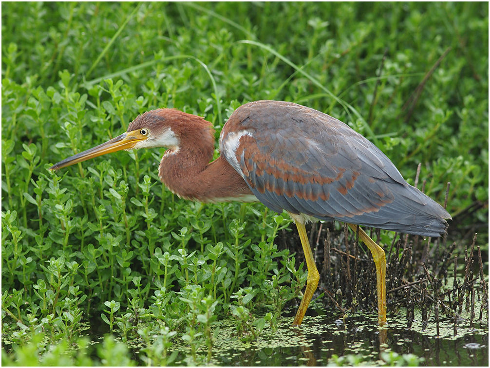 Another Tricolored Heron