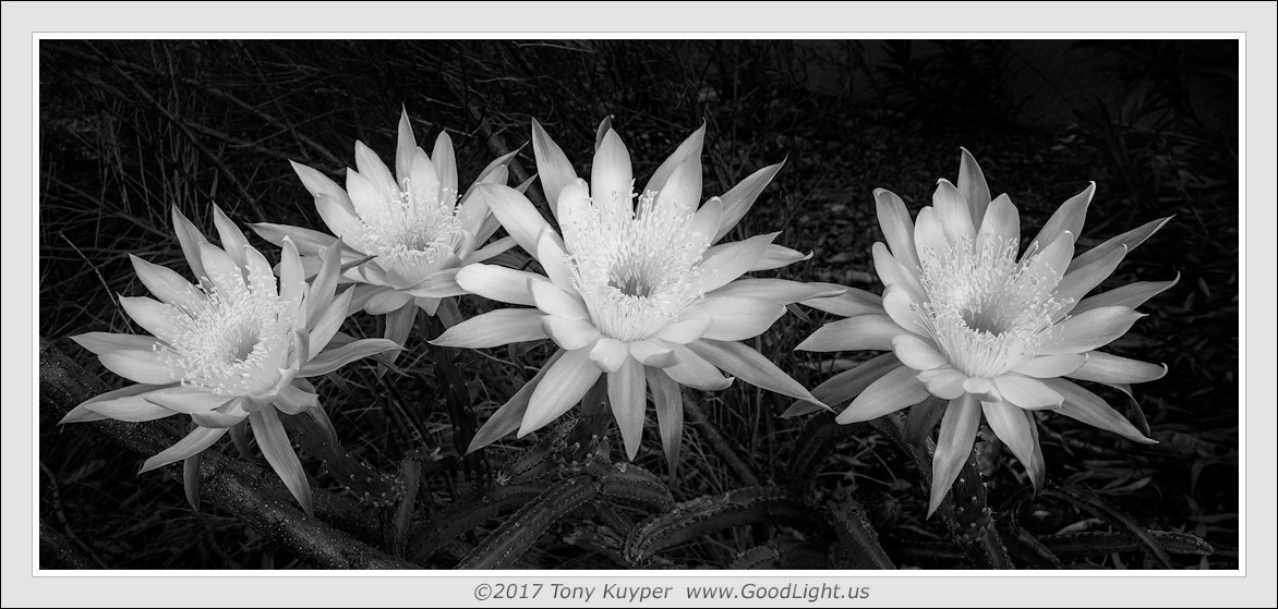 Four blossoms