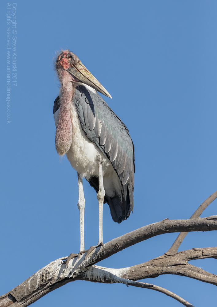Marabou stork