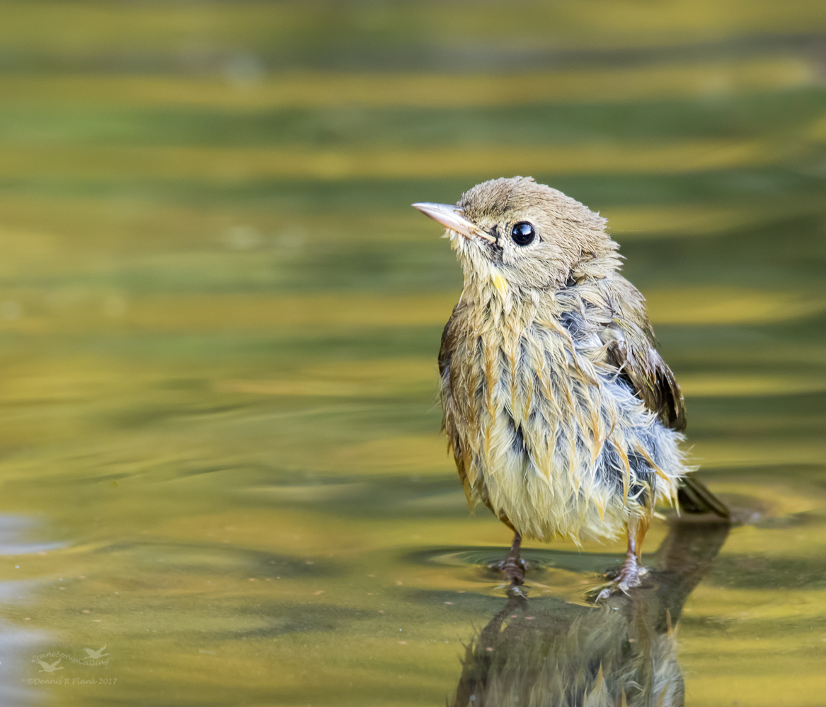 Orange-Crowned Warbler