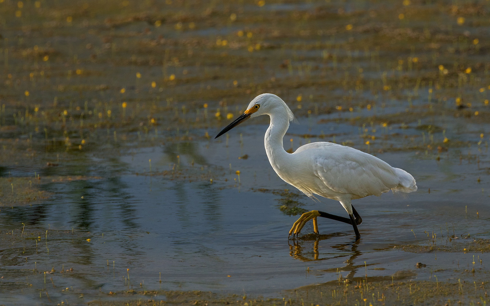 Snowy Egret/redo
