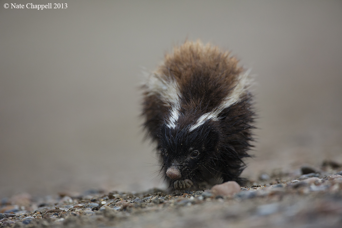 Hog-nosed Skunk 