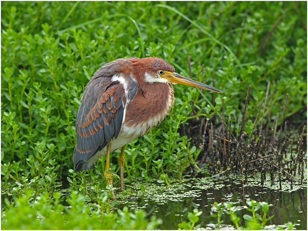 Tricolored Heron Take 2