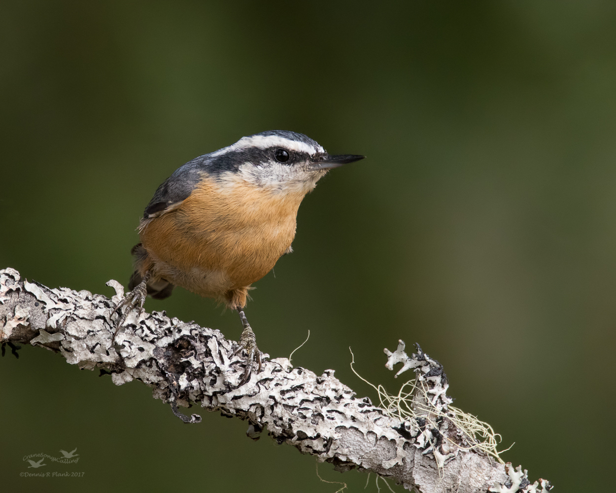 Nuthatch & Repost