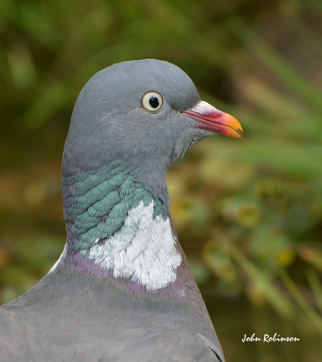 Pigeon Head
