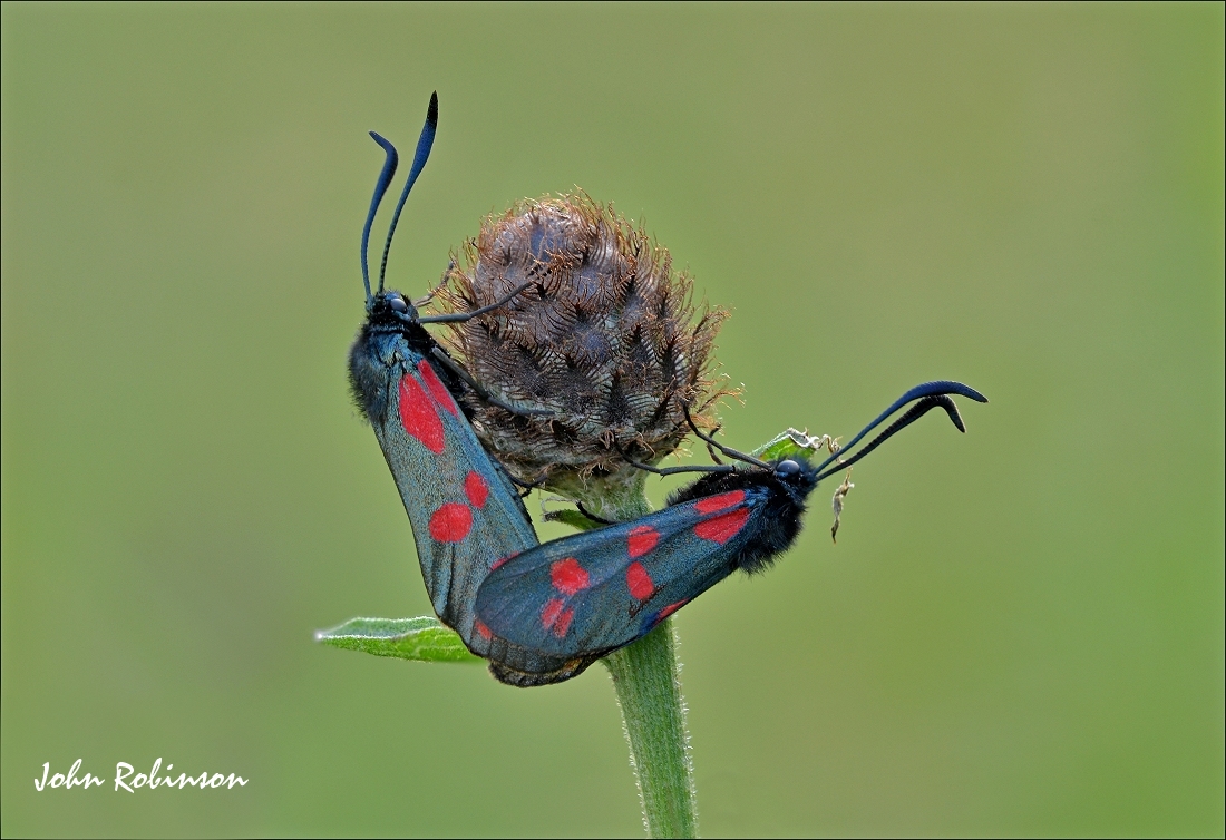 Burnet Moths
