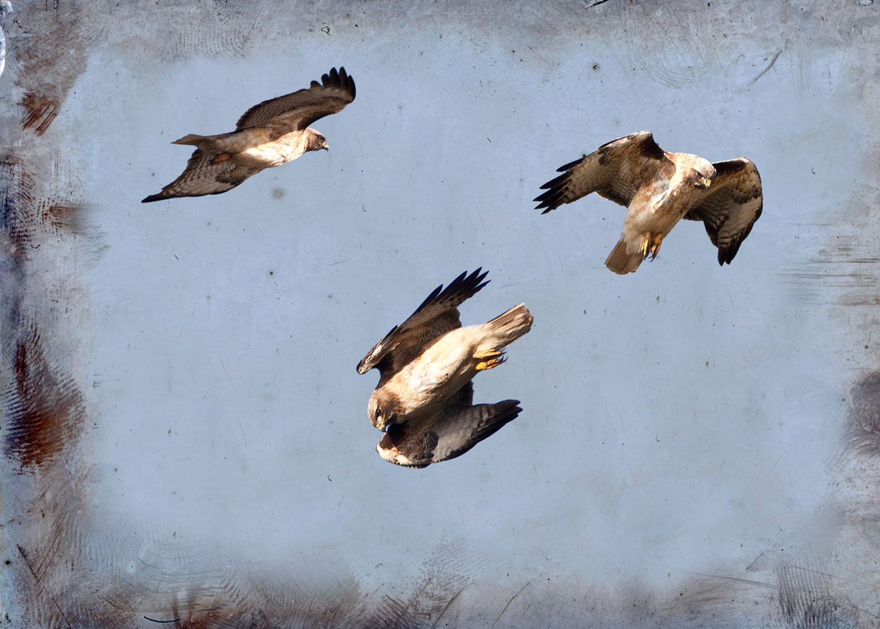 A Hustle of Hawks