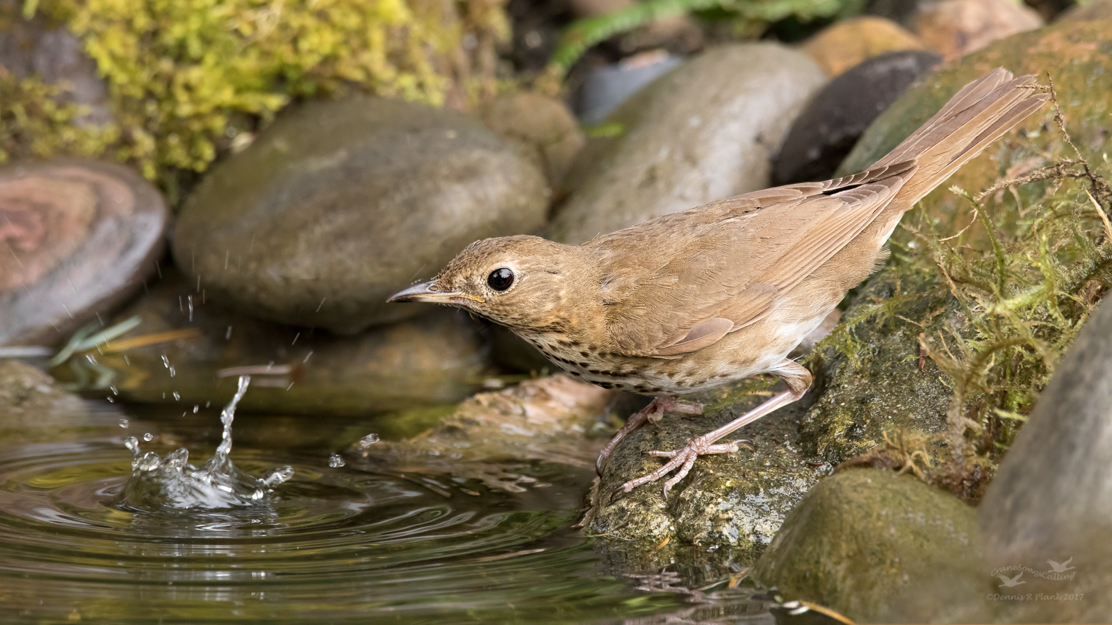 Swainson's Thrush
