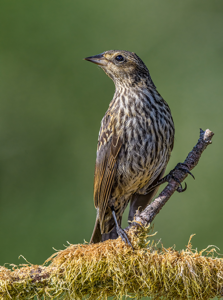 Female RW Blackbird