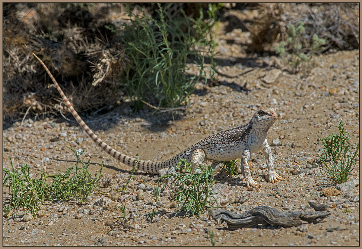 Desert Iguana