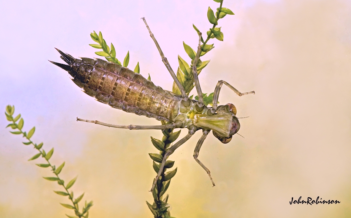 Aeshna Larva