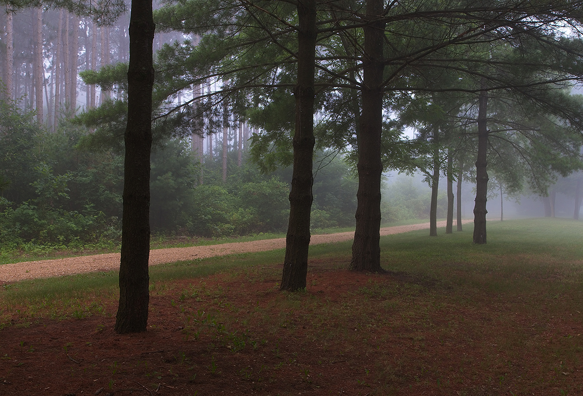 Driveway in the Fog