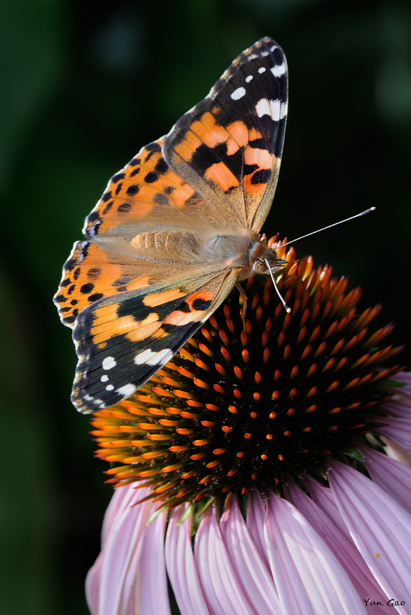 Painted Lady