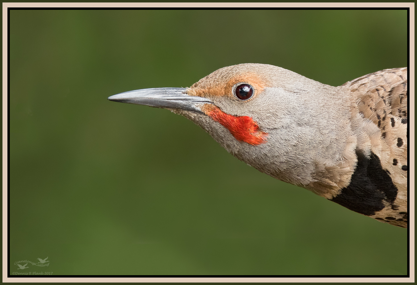Red-shafted Flicker