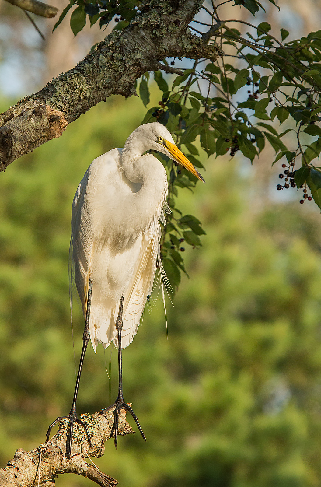 Egret Perched