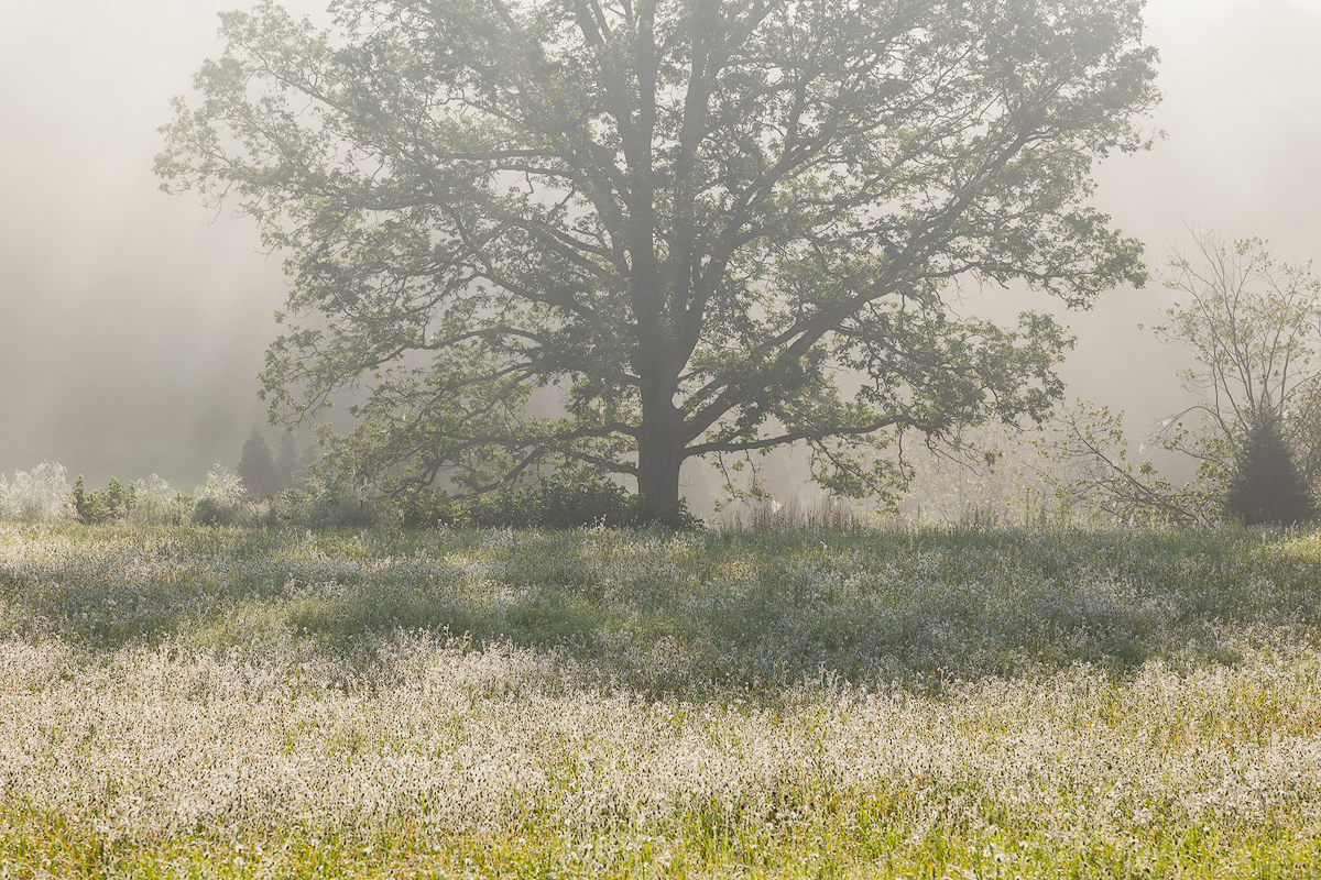 Foggy Morning