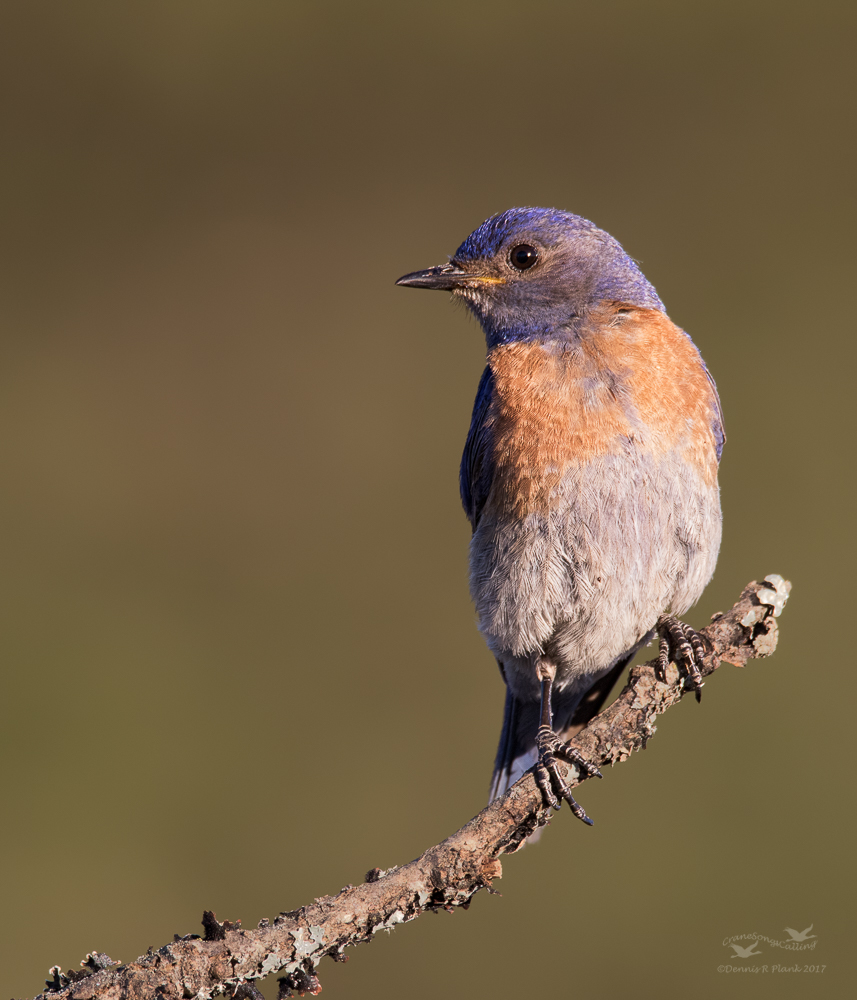 Last Chance Bluebird