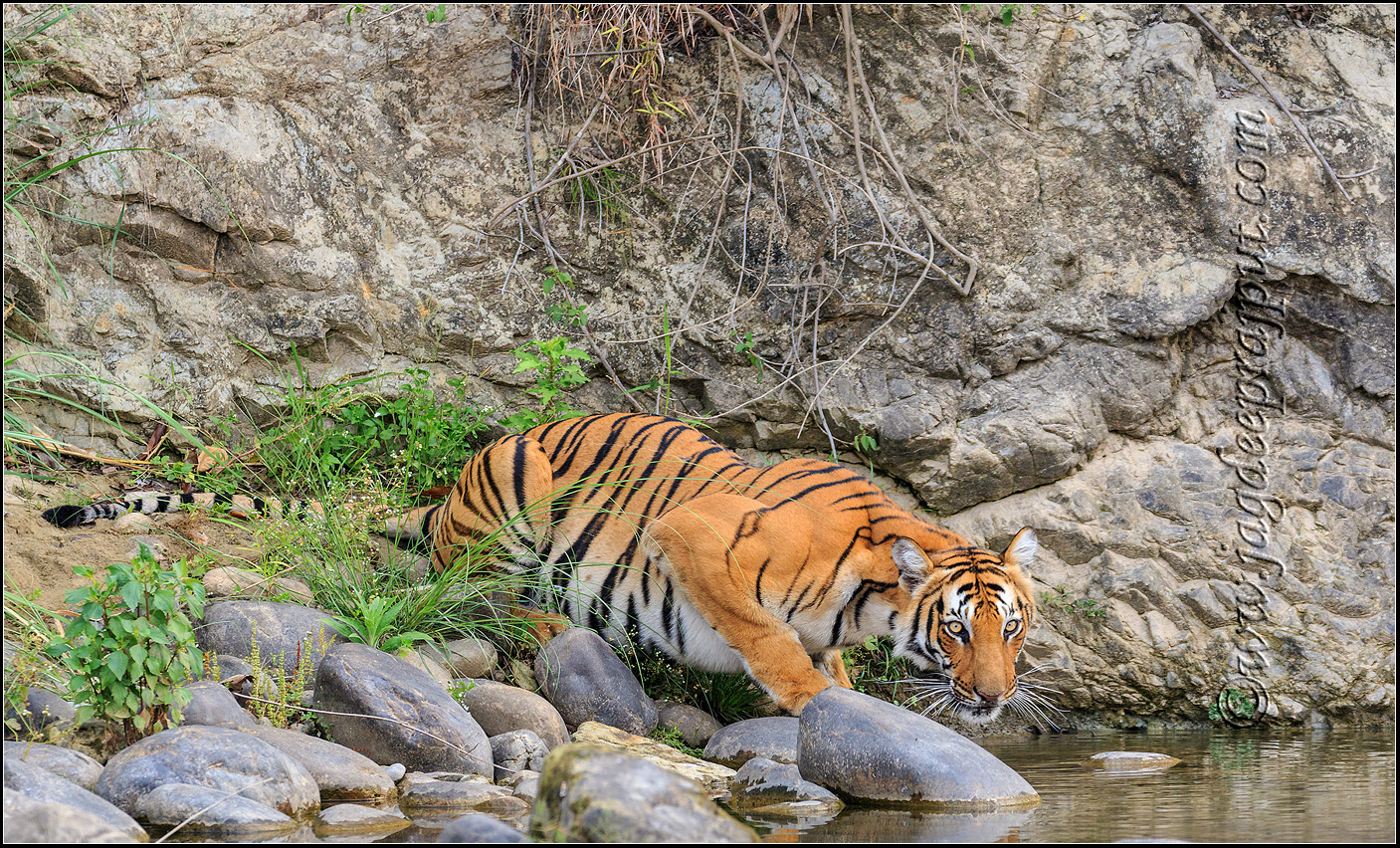 (W-repost) International Tiger Day!