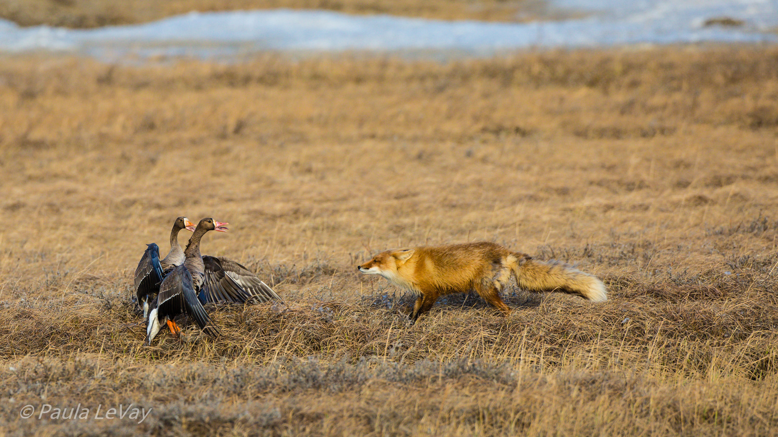 Fox vs Geese WC