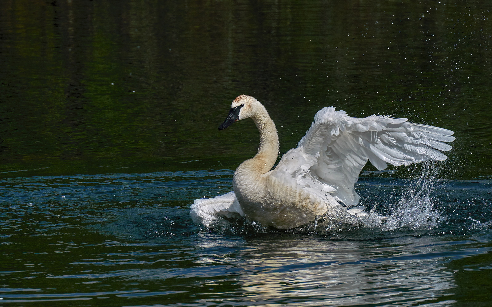 Oversize Bird Bath