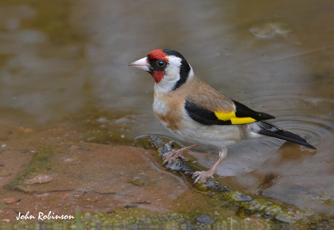 European |Goldfinch