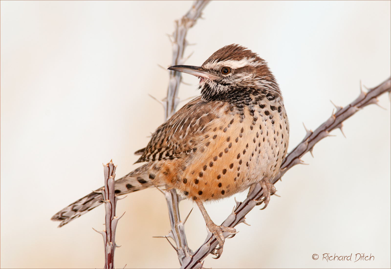 WC798 Cactus Wren