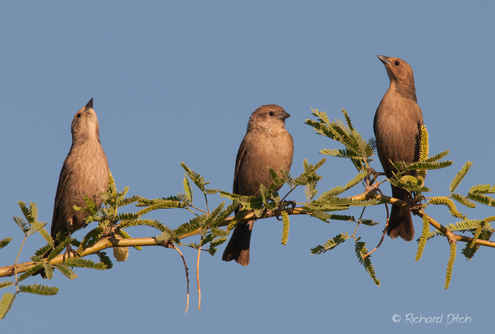Brown-headed Cowbird