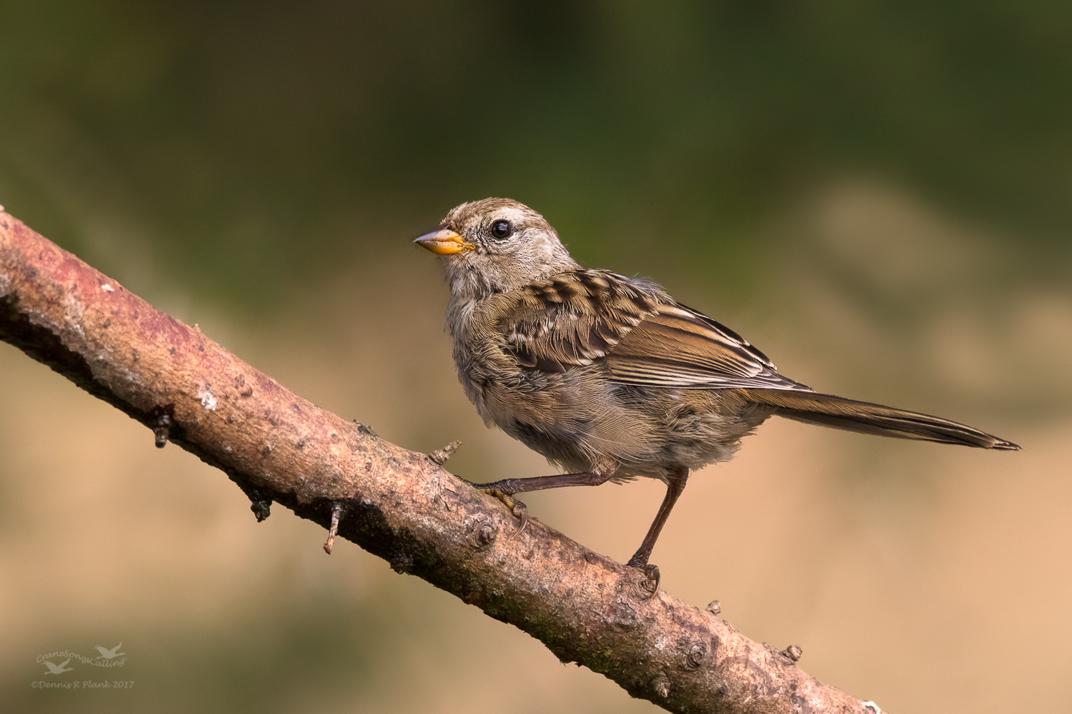 White-crowned Sparrow