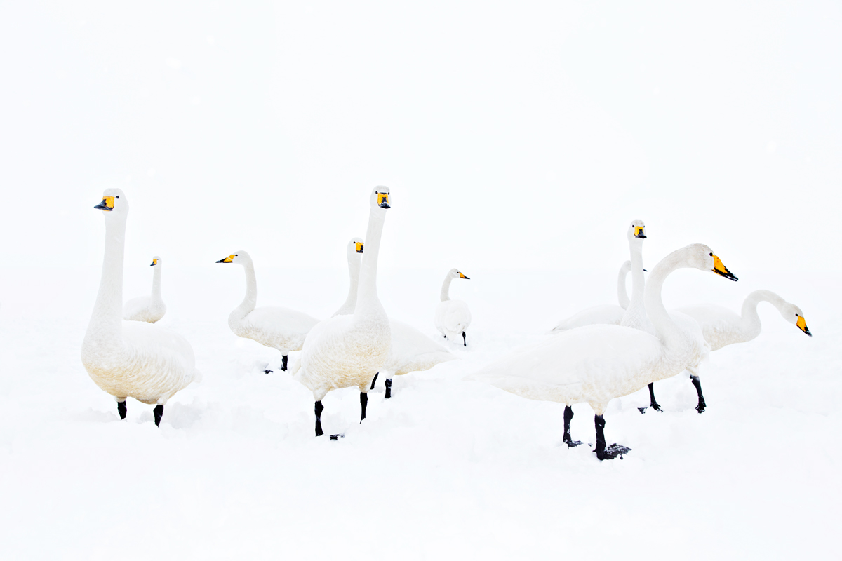 High Key Whoopers