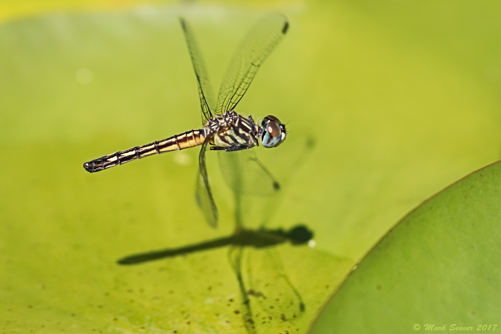 Depositing her eggs