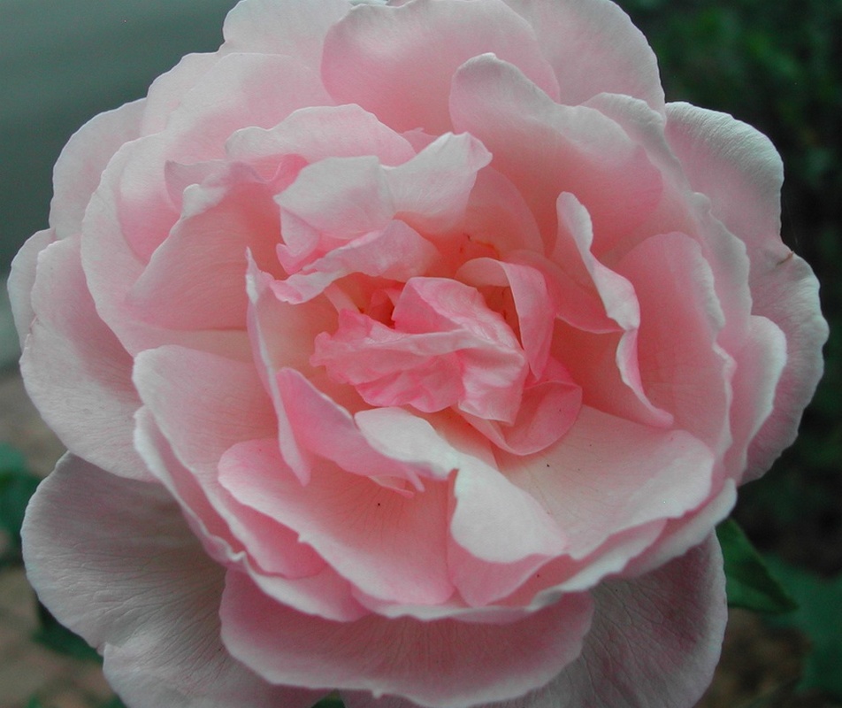 Delicate pink rose