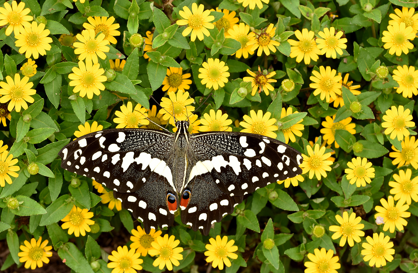 Orchard Swallowtail