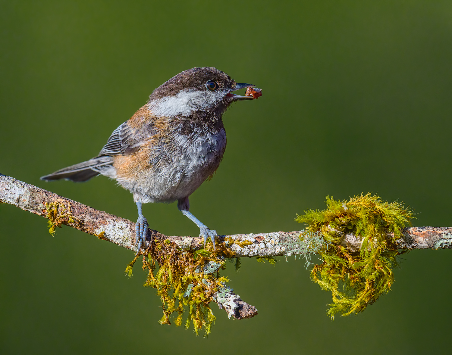 Chickadee & cranberry /RP